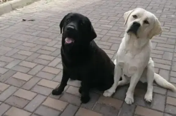 Собаки потеряшки, Барабинка, фото: Потеряшкаи два лабрадора в Барабинке, Томская обл.