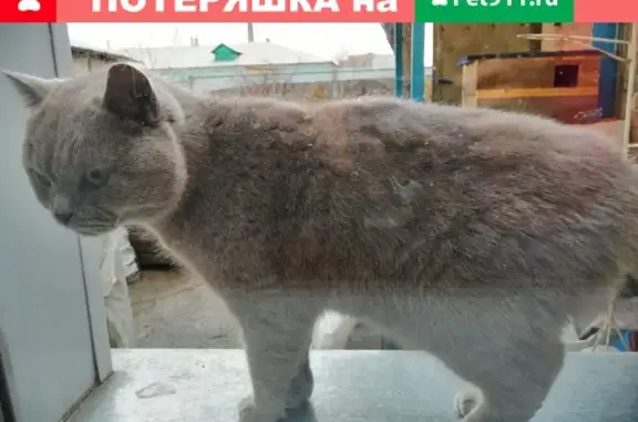 Найден кот в Берёзовке, ищет дом.