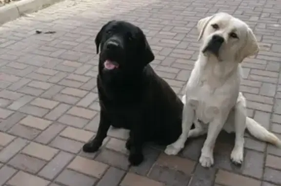 Собаки потеряшки, Томск, фото: Потеряшкаи два лабрадора в Томской области
