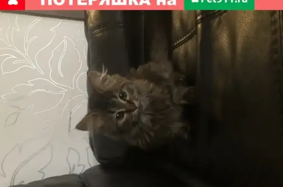 Кошка найдена на ул. Кирова, Волгоград