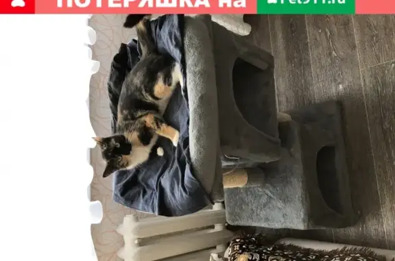 Кошки потеряшки, Санкт-Петербург, фото: Потеряшка трёхшёрстная кошка в Санкт-Петербурге