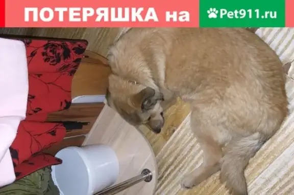Найдена собака на улице Шепеткова