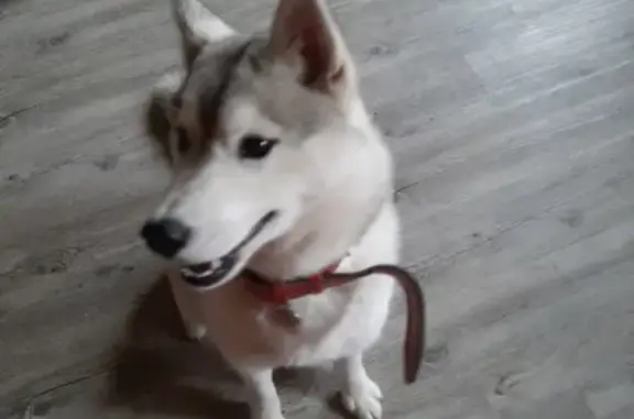 Пропала собака Герта на СНТ Труд-2, Щёлково, Московская область