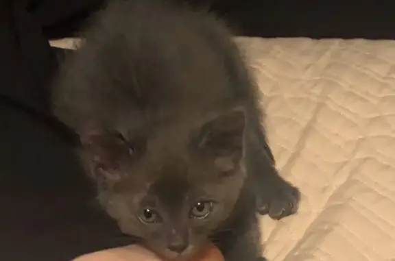 Кошки потеряшки, Саратов, фото: Потеряшка котенок в Саратове, нужна информация