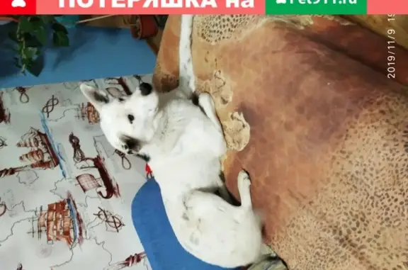 Найден молодой кобель на ул. Безбокова в Иркутске