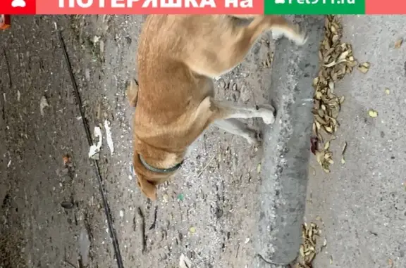 Найдена собака в Астрахани, Советский район