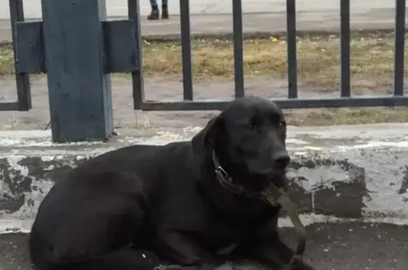 Собака ждет хозяина у Макдональдса, м. Севастопольская