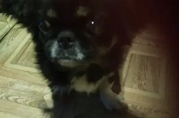 Найдена собака, Астрахань, фото: Собака пекинес найдена в Астрахани на 1-м Вязовском переулке, 8