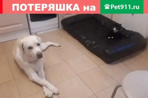 Кошки потеряшки, Санкт-Петербург, фото: Потеряшка кошка Ириска на улице Оптиков, Санкт-Петербург