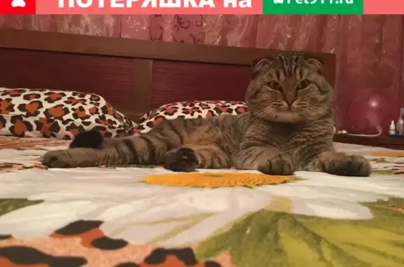 Пропал взрослый вислоухий кот в Ростове-на-Дону, вознаграждение.