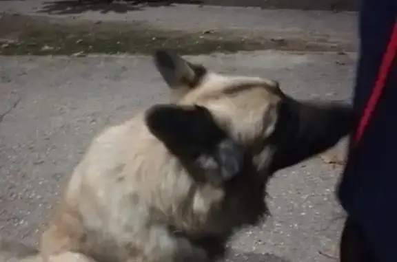 Потерянная собака на улице Борисова, Севастополь
