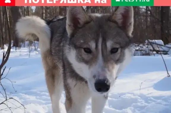 Пропала собака Лайка в лесу между Курбой и Никульским, вознаграждение гарантирую