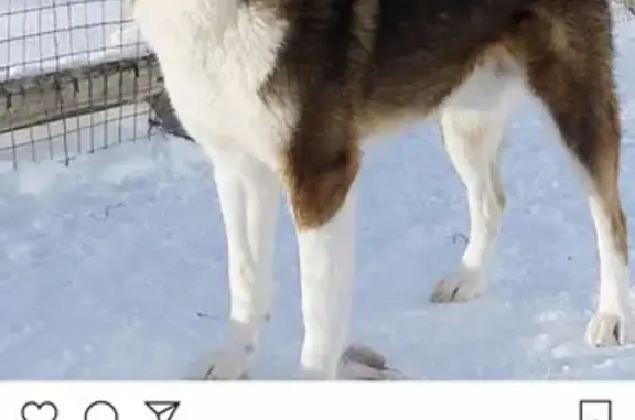 Пропала охотничья собака в Гороховце