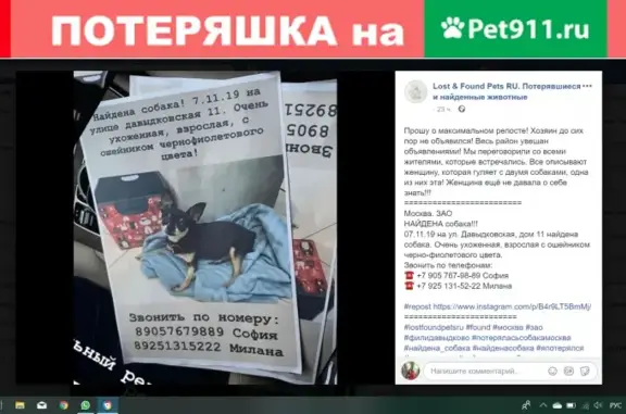 Найдена собака на ул. Давыдковская, Москва