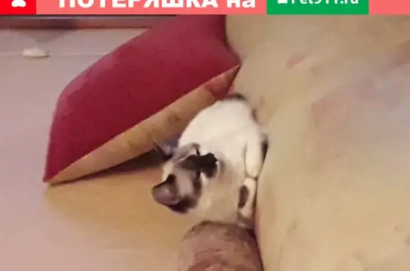 Пропала кошка в Набережных Челнах, Татарстан