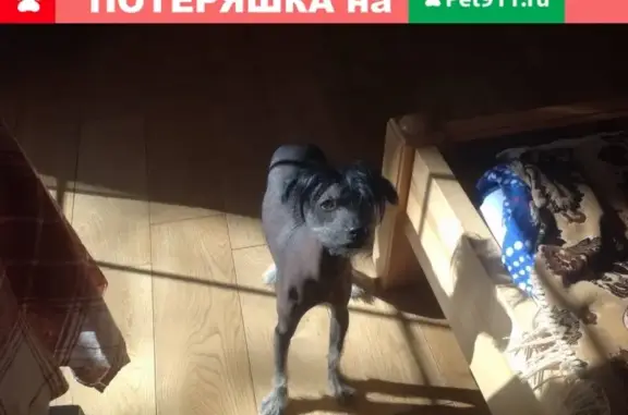 Пропала китайская хохлатая собака в Полесске, Калининградская обл.
