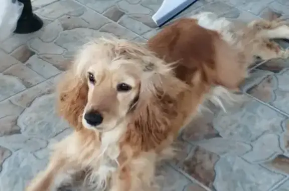 Собака Кокер спаниэль найдена на Гостагаевской, Краснодарский край