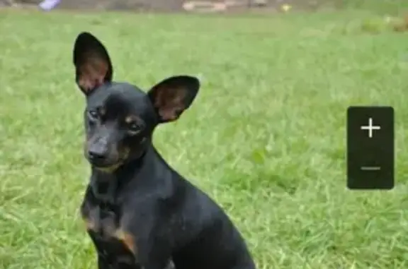 Собаки потеряшки, Псков, фото: Потеряшка собака на ул. Гоголя в Пскове