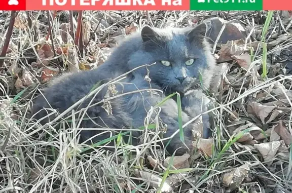 Найден серый пушистый кот в районе ул. Лейтенанта Шмидта 21