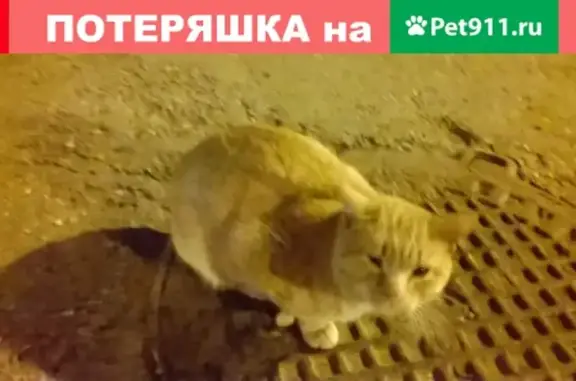Найдена кошка на ул. Кирова, 20 в Ульяновске