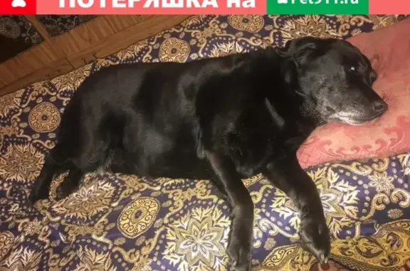 Пропала собака Лара в Красноярске