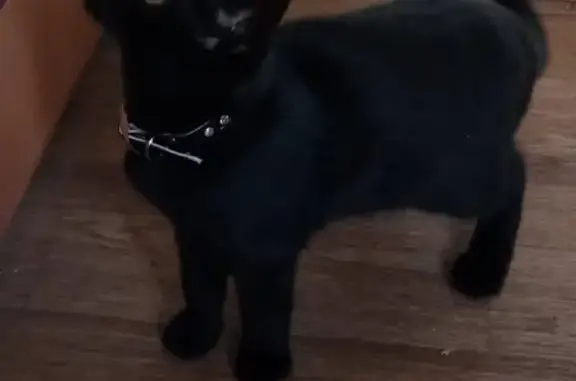 Найден домашний черный котенок на ул. Керченская в Севастополе