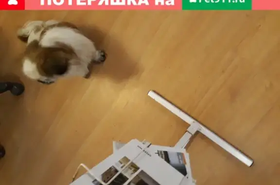 Собака белого окраса с коричневыми пятнами в Кольцово