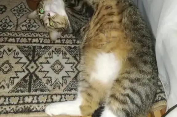 Кошки потеряшки, Санкт-Петербург, фото: Потеряшка кошка на Малодетскосельском проспекте