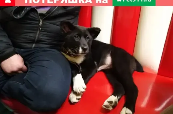 Найдена собака в Электростали - Щенок Алабая с купированными ушами