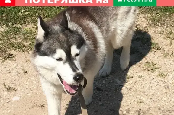 Пропала хаски в Окуловском районе, Новгородская область.