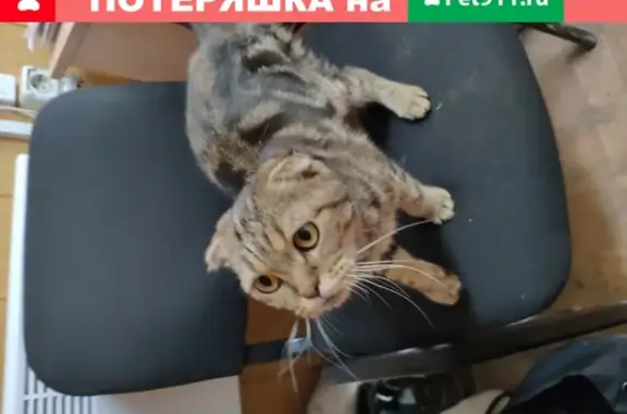 Найдена веслоухая кошка в Волжском районе