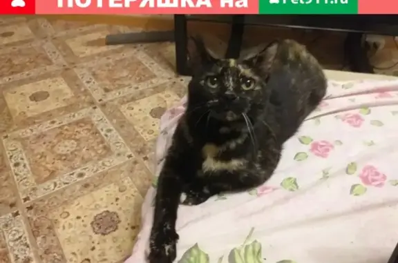 Пропала кошка Маруся на улице Володарского, Иваново