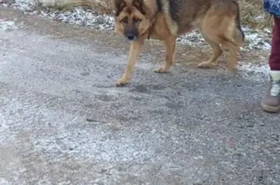 Собака Девочка в ошейнике найдена в Екатеринбурге, СТ Гидро.