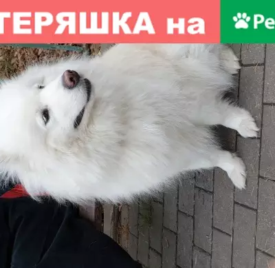 Собака Самоед найдена у метро Белорусская, ул. Миусская, 14