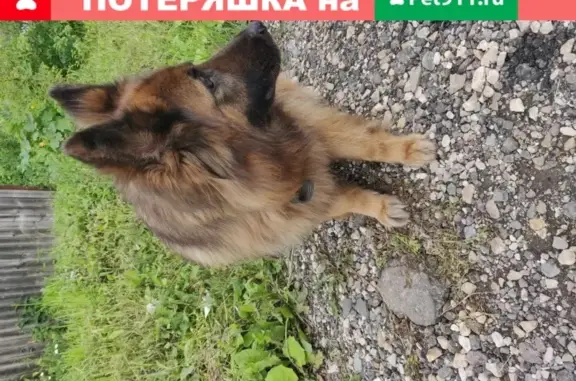 Собаки потеряшки, Долгопрудный, фото: Потеряшка собака в Долгопрудном