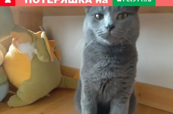 Пропала кошка Роля, ул. Репина, 26, Севастополь