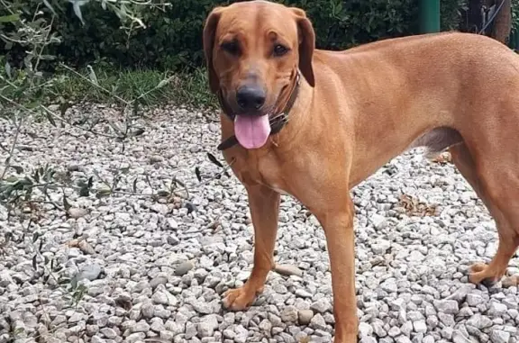Пропала собака Риджбек в Сочи на Кутаисской улице