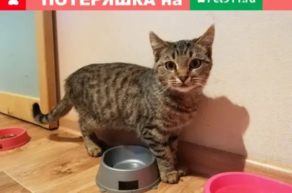 Найдена домашняя кошка на ул. Скочилова, 1 в Ульяновске