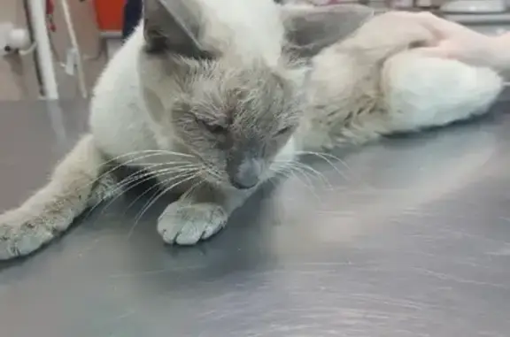 Найдена истощенная кошка в Матрешкин Двор, Новосибирск