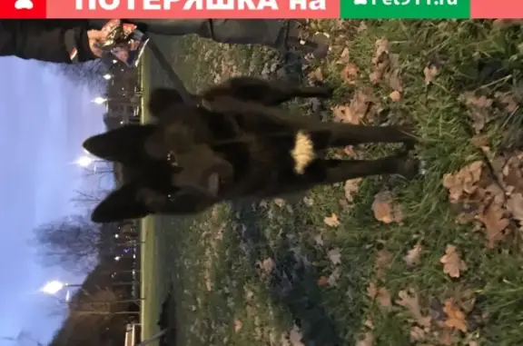 Найдена собака похожая на Лайку в Алтуфьево