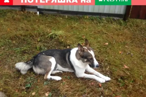 Собака Лайка найдена в деревне Ольховка