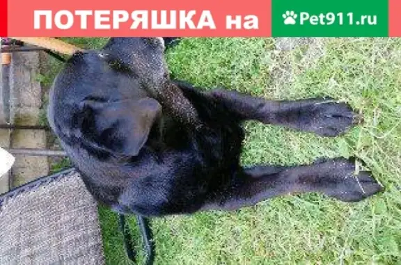 Собаки потеряшки, , фото: Потеряшка собака возле аптеки на Красраб, 65