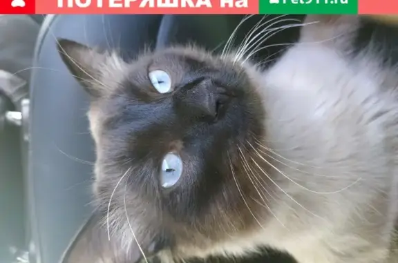 Пропал кот в Блохино, Башкортостан