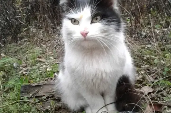 Найден пушистый котик на улице Лежневская в Иваново