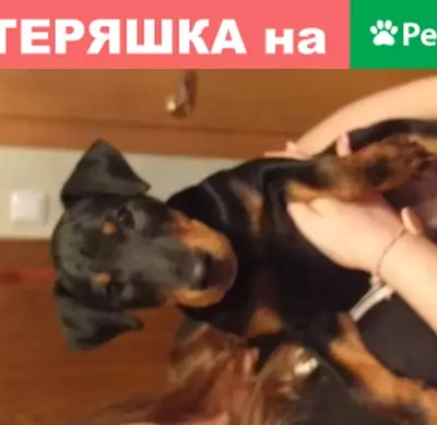 Найден щенок добермана в Ульяновске