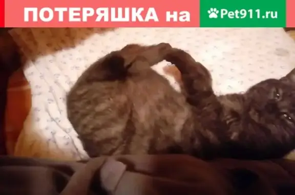 Кошка в полосочку на участке в Аничково, Московская обл.