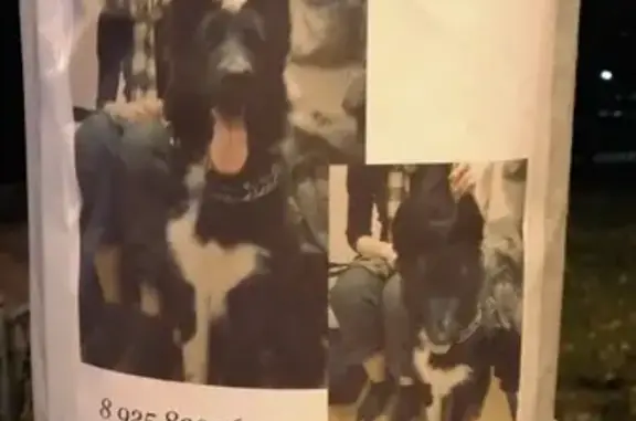 Собака найдена на Краснопресненской в Москве