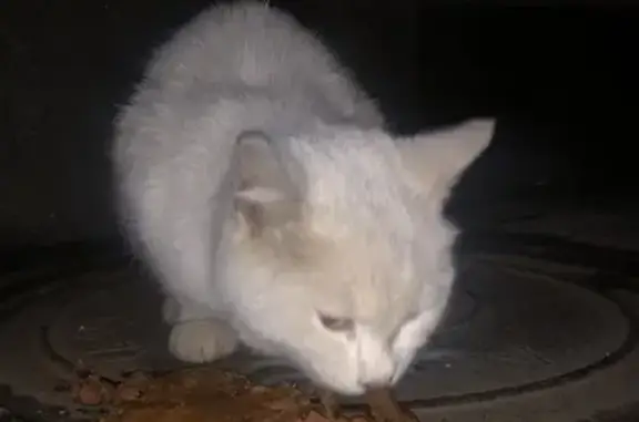 Найден белый породистый кот с голубым глазом возле Да Винчи