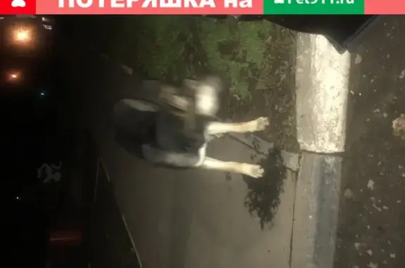 Найден щенок восточноевропейской овчарки в Щёлково