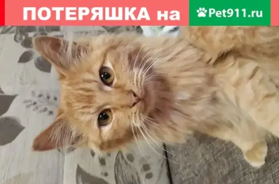 Найден котенок в Ижевске, ищем хозяев.